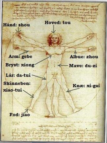 Leonardo De Vinci's bermte tegning